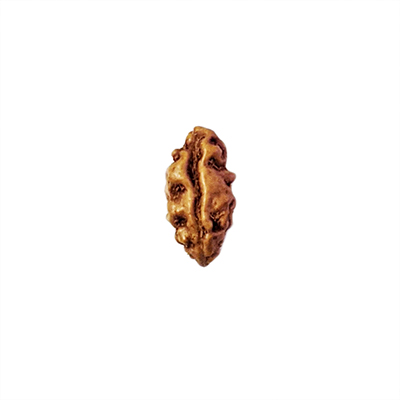 Shop Indonesian Ek Mukhi Rudraksha Online | Shiv Kripa Rudraksha Kendra